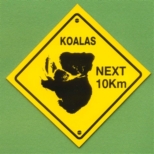 Koala veszély a következő 10 km-en